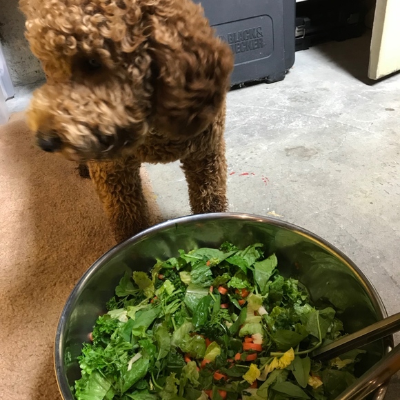 G + Ebenezer. Wonder who loves shoes more! - Picture 7 of 8